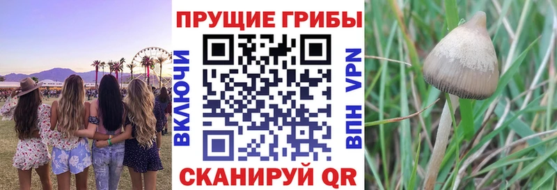 закладка  Нальчик  Галлюциногенные грибы мицелий 